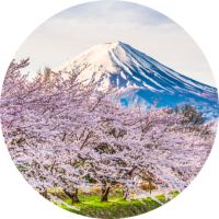 Cherry blossoms and Mt. Fiji.