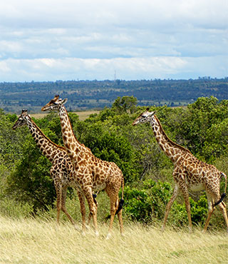 group of giraffes in african plains
