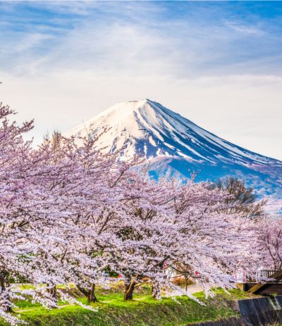 Cherry blossom trees with Mt. Fuji in the background.