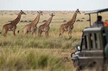 Giraffes approaching a safari vehicle