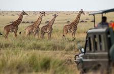 Giraffes approaching a safari vehicle