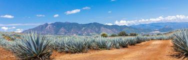 Desert view with agave plants and mountains.