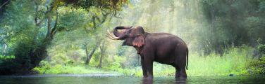 Get travel insurance for trips to see elephants in Thailand.