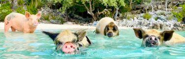Get travel insurance for Bahamas trips to swim with pigs in Exuma.