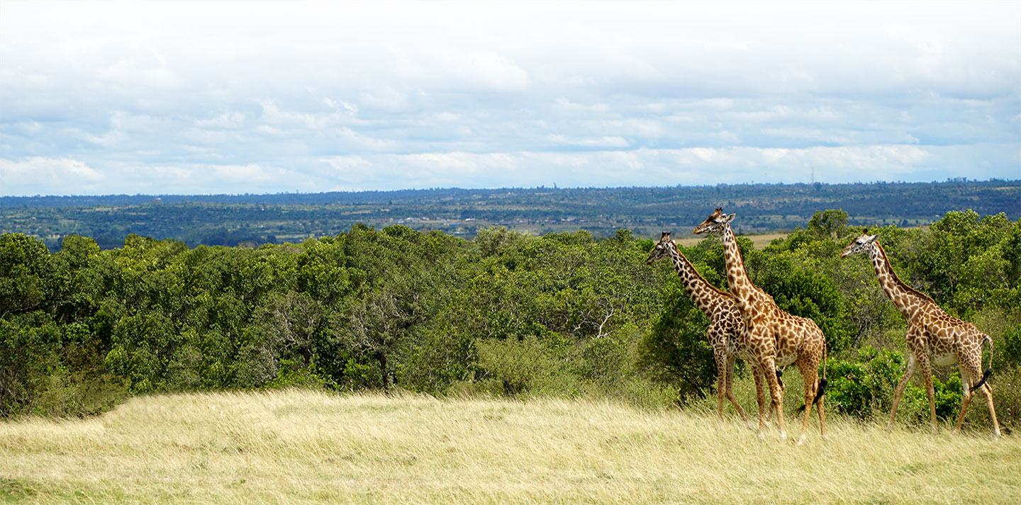 group of giraffes in african plains