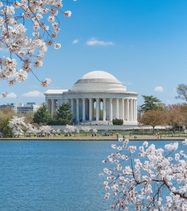 cherry blossoms surround a view of the Jefferson Memorial, highlighting travel insurance for Washington D.C.
