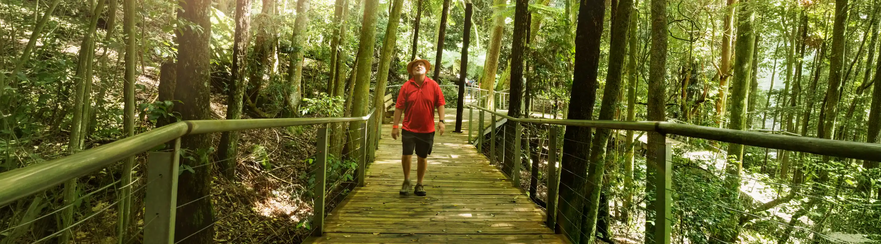 a man with travel insurance for Australia, walking through the rainforest on a boardwalk trail