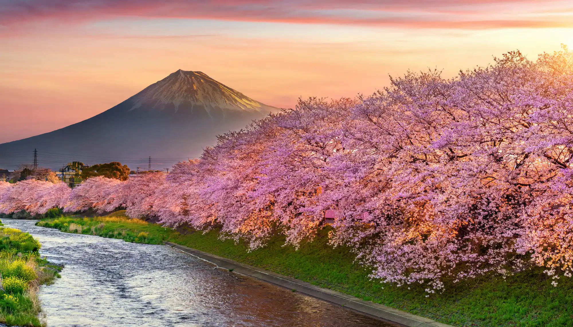 View of Mount Fiji behind cherry blossom trees and a stream, an attraction mentioned in Travelex's Japan travel guide