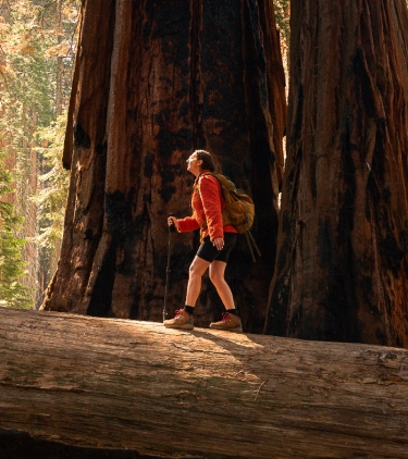 a woman wearing a red jacket hikes through a redwoods forest with travel insurance for California 