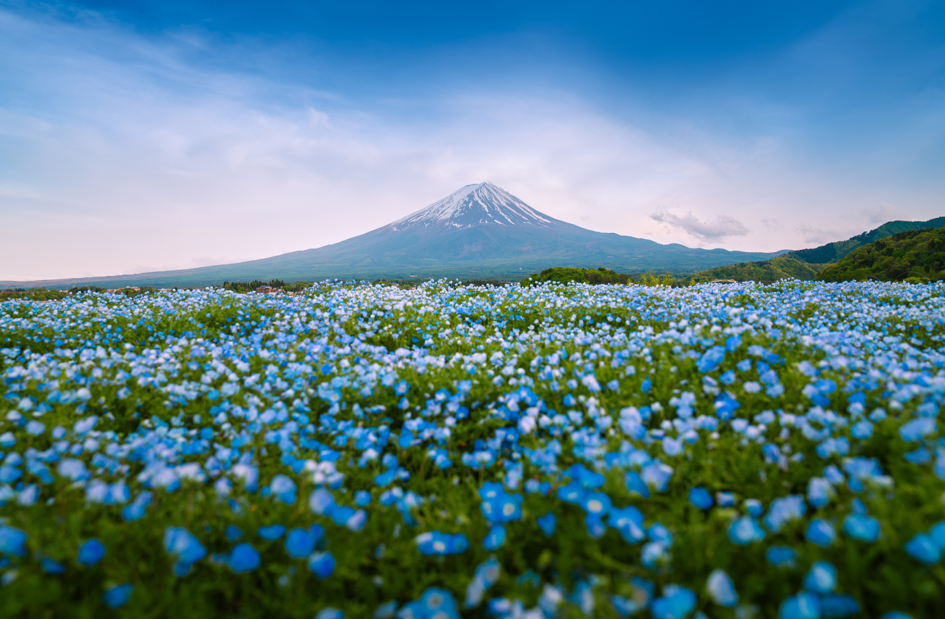 a view of Mount Fuji and a blue wildflower field, a place people often ask, "What do I do in an earthquake while traveling?"