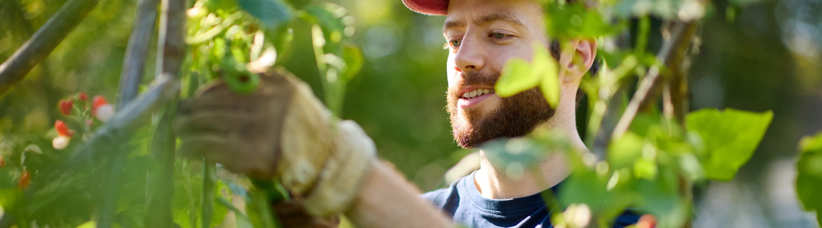 a man with volunteer travel insurance harvests vegetables in a garden on his service trip