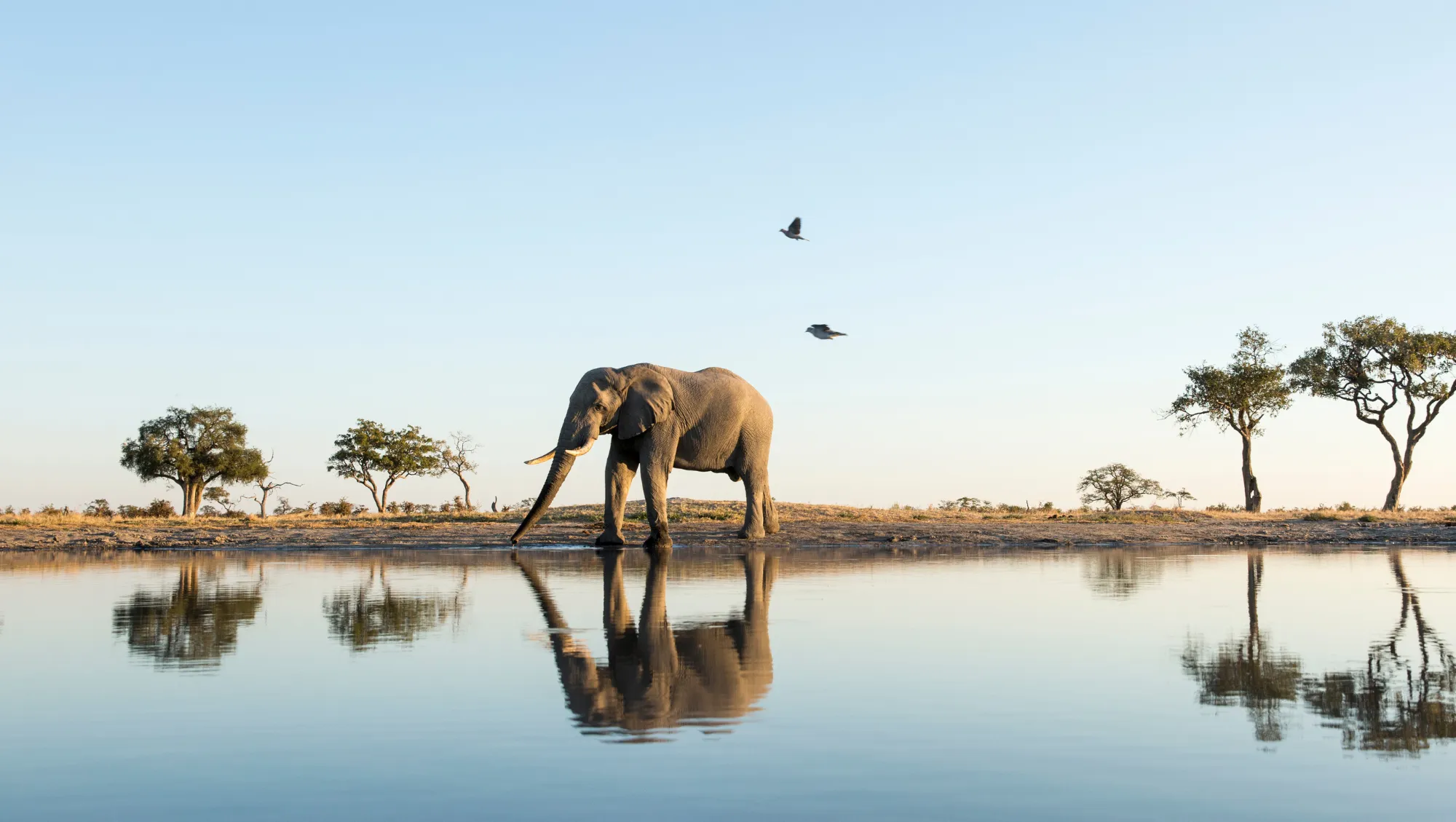 a lone elephant stands by a waterhole in Africa, a destination where responsible travelers visit 