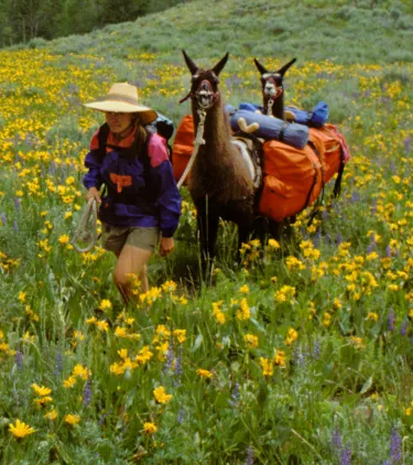 a woman with travel insurance for Las Vegas and Nevada hikes with llamas in the Jarbidge Wilderness