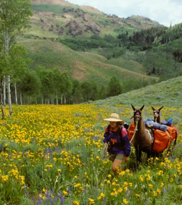 a woman with travel insurance for Las Vegas and Nevada hikes with llamas in the Jarbidge Wilderness