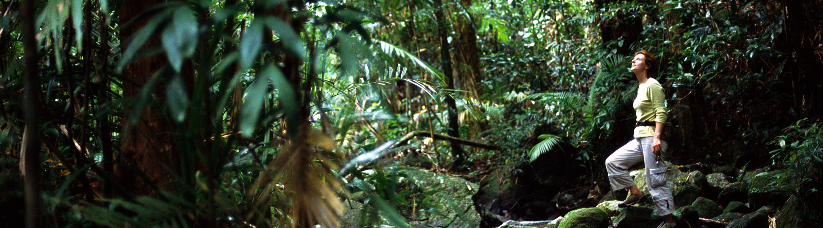 a woman in hiking gear hikes through a tropical rainforest in Queensland, insured with travel insurance for Australia 